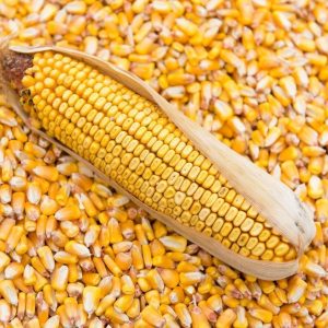 dry-yellow-corn-maize